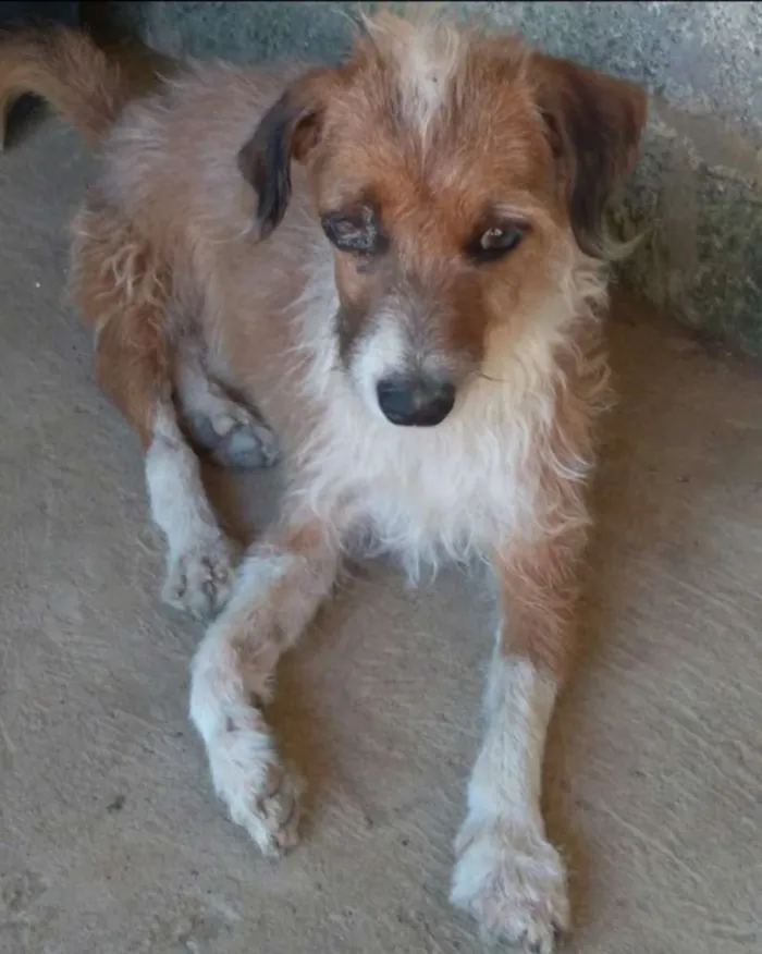 Cachorro raça SRD idade 3 anos nome KIKO