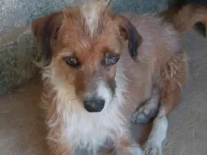 Cachorro raça SRD idade 3 anos nome KIKO