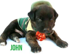 Cachorro raça  idade Abaixo de 2 meses nome Johnn