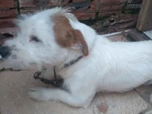 Cachorro raça Vira lata idade 7 a 11 meses nome Maik