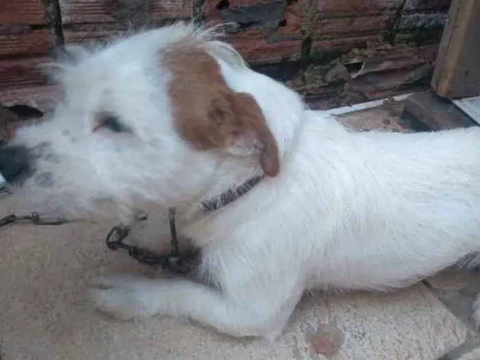 Cachorro ra a Vira lata idade 7 a 11 meses nome Maik