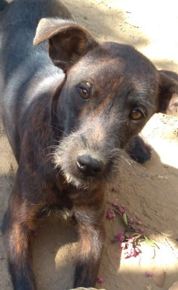 Cachorro ra a SRD  idade 7 a 11 meses nome Vitória 