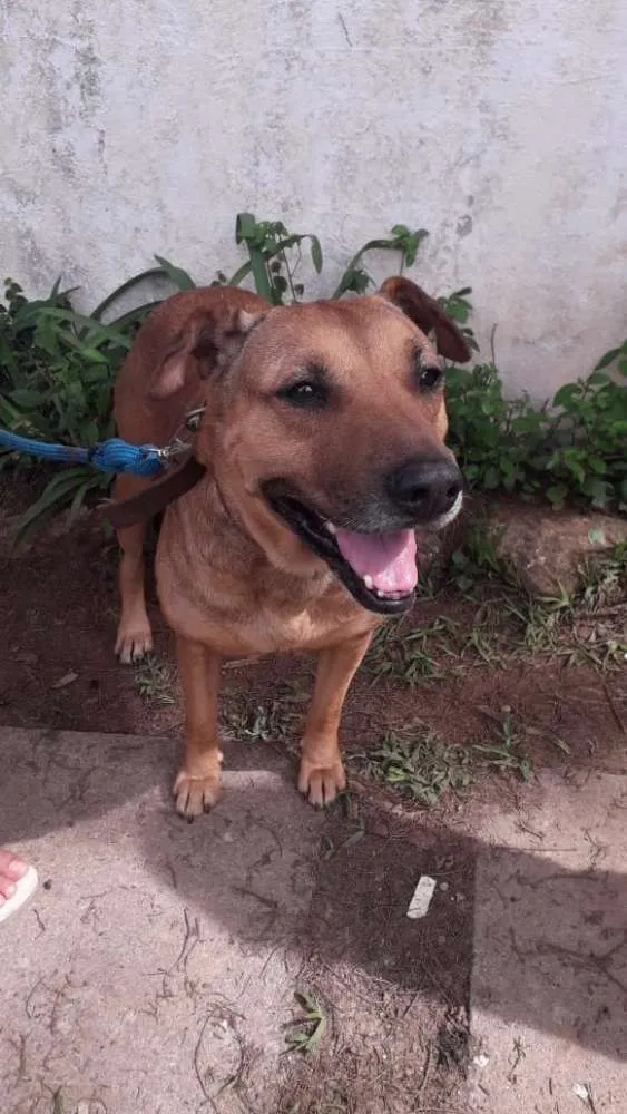 Cachorro ra a SRD idade 2 anos nome Fofucha