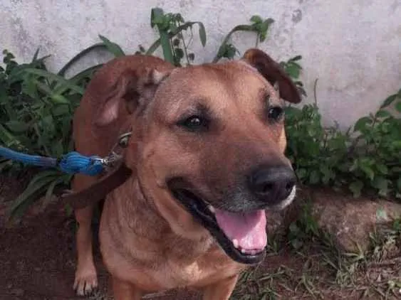 Cachorro ra a SRD idade 2 anos nome Fofucha