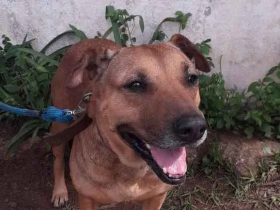 Cachorro ra a SRD idade 2 anos nome Fofucha