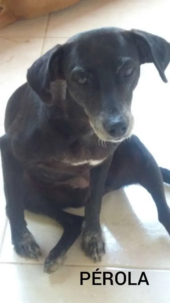 Cachorro ra a SRD  idade 4 anos nome Pérola 