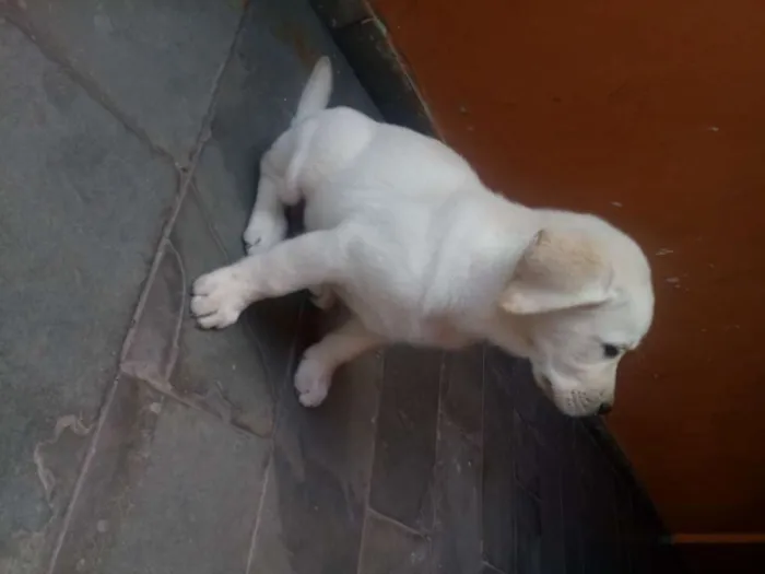 Cachorro ra a Labrador idade 7 a 11 meses nome Theo