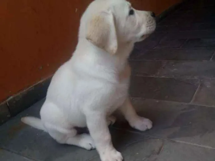 Cachorro ra a Labrador idade 7 a 11 meses nome Theo