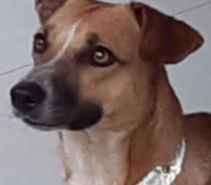 Cachorro ra a SRD idade 1 ano nome Suri