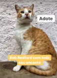 Bob Redford