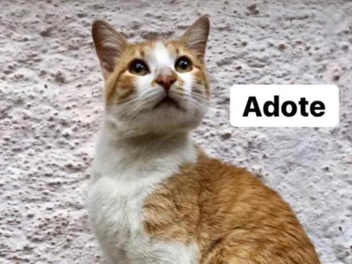 Gato ra a SRD idade 7 a 11 meses nome Bob Redford