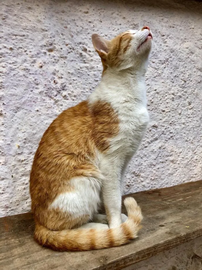 Gato ra a SRD idade 7 a 11 meses nome Bob Redford