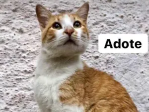 Gato raça SRD idade 7 a 11 meses nome Bob Redford