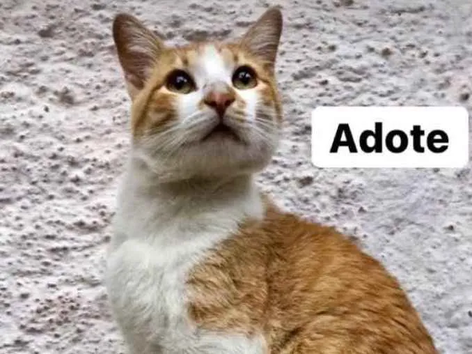 Gato ra a SRD idade 7 a 11 meses nome Bob Redford