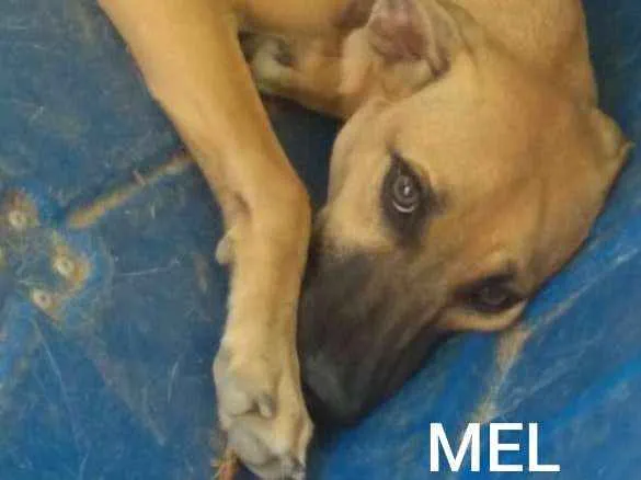 Cachorro ra a SRD idade 7 a 11 meses nome Mel