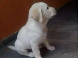 Cachorro raça Labrador idade 7 a 11 meses nome Theo