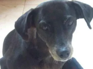 Cachorro raça SRD  idade 4 anos nome Pérola 