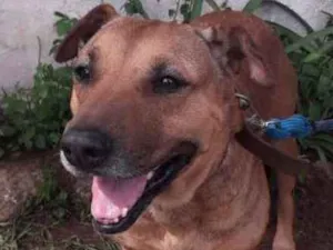 Cachorro raça SRD idade 2 anos nome Fofucha