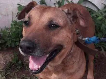 Cachorro ra a SRD idade 2 anos nome Fofucha