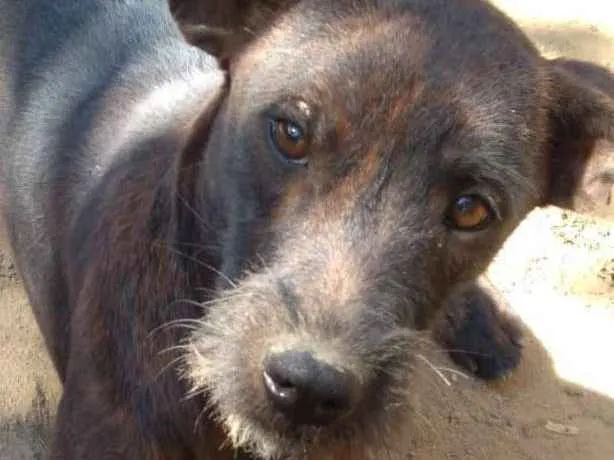 Cachorro ra a SRD  idade 7 a 11 meses nome Vitória 