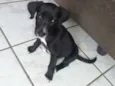 Pretinha