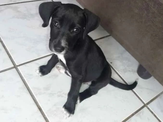 Cachorro raça  idade 2 a 6 meses nome Pretinha