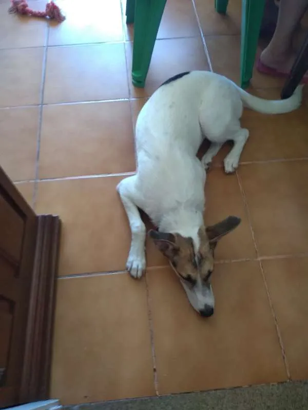 Cachorro ra a vira lata idade 1 ano nome liliane