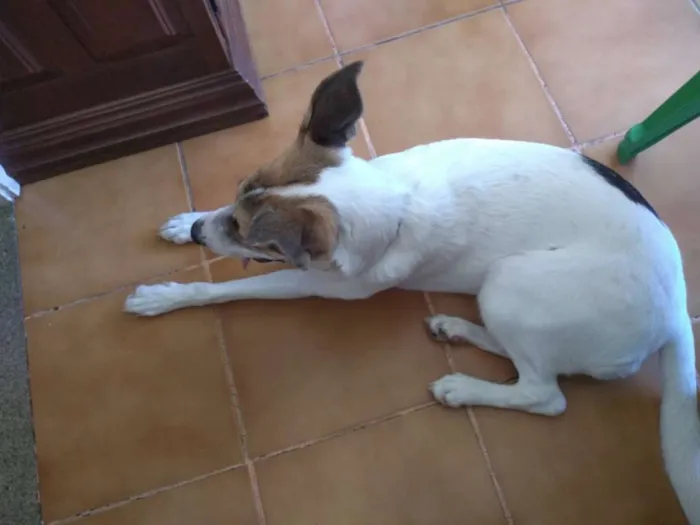 Cachorro ra a vira lata idade 1 ano nome liliane