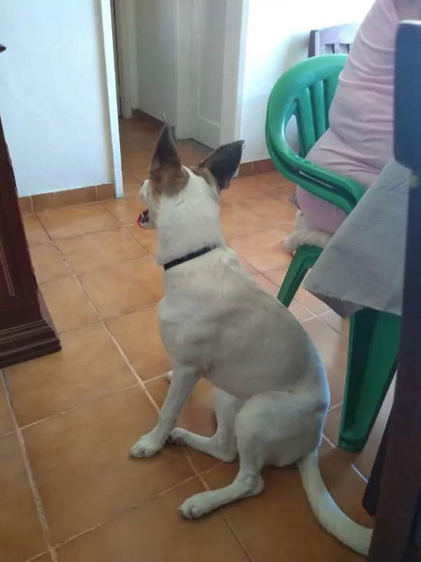 Cachorro ra a vira lata idade 1 ano nome liliane