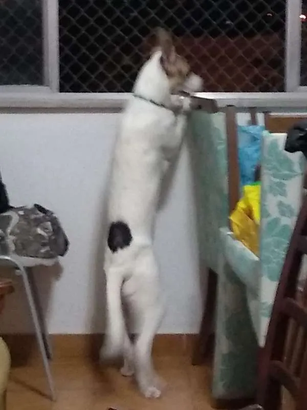 Cachorro ra a vira lata idade 1 ano nome liliane