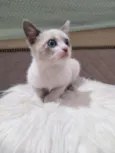 Felipe