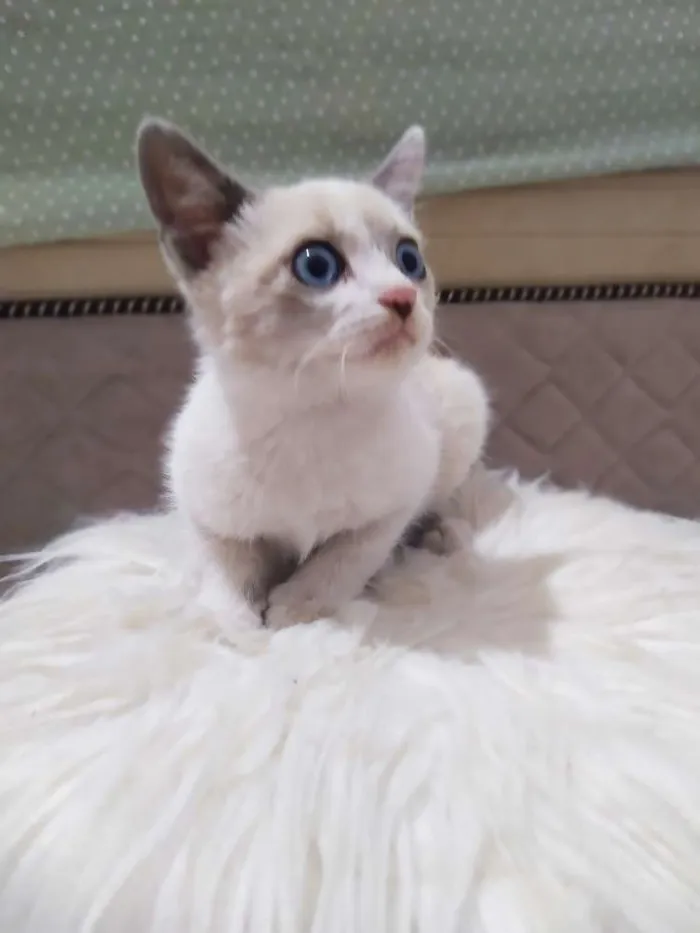 Gato ra a Srd idade 2 a 6 meses nome Felipe