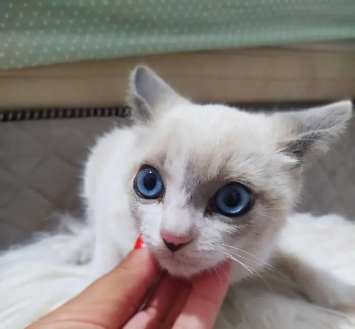 Gato ra a Srd idade 2 a 6 meses nome Felipe