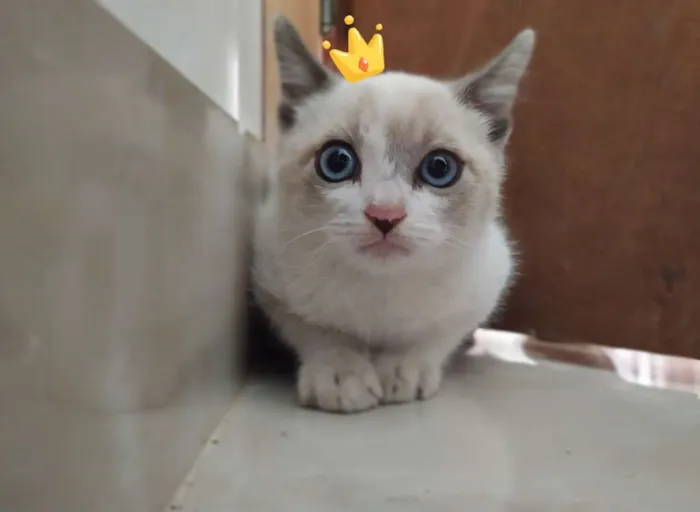 Gato ra a Srd idade 2 a 6 meses nome Felipe