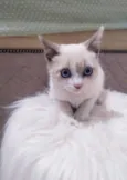 Felipe