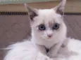 Felipe