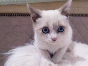 Gato raça Srd idade 2 a 6 meses nome Felipe