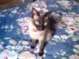Yuuko