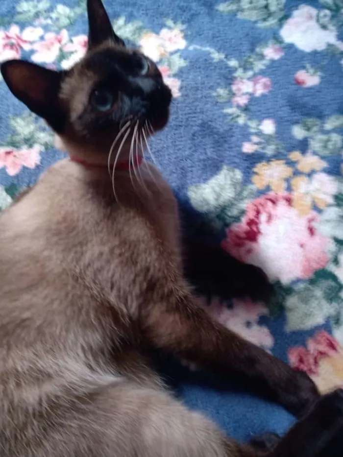 Gato ra a RND idade 1 ano nome Yuuko