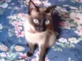 Yuuko