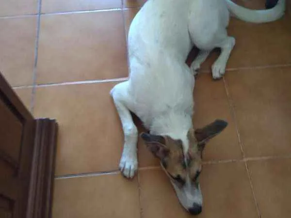 Cachorro ra a vira lata idade 1 ano nome liliane