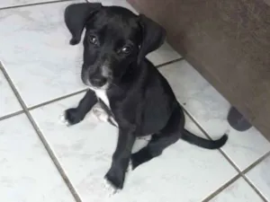 Cachorro raça  idade 2 a 6 meses nome Pretinha