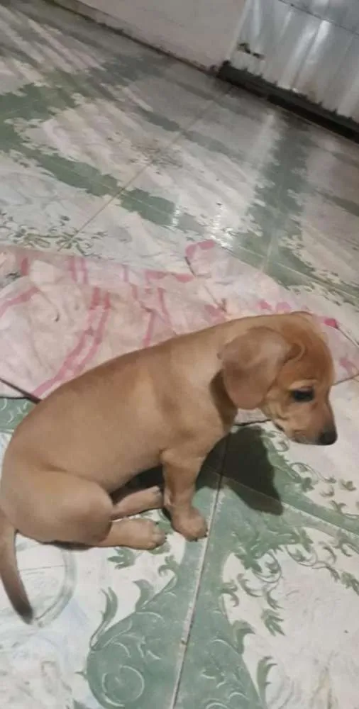 Cachorro raça  idade 2 a 6 meses nome Sem nome 
