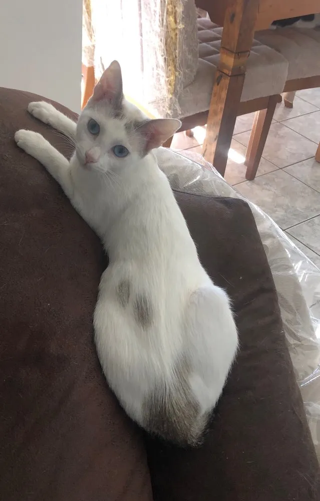 Gato ra a Srd idade 1 ano nome Valentina 