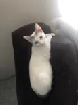 Valentina