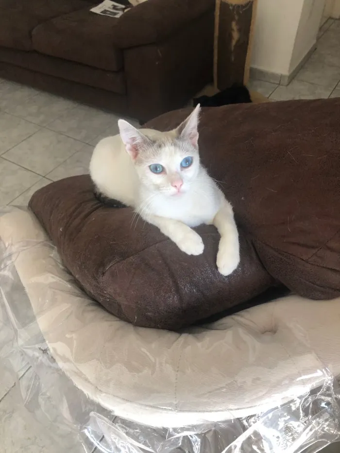 Gato ra a Srd idade 1 ano nome Valentina 