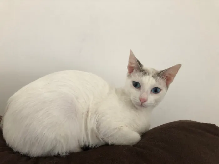 Gato ra a Srd idade 1 ano nome Valentina 