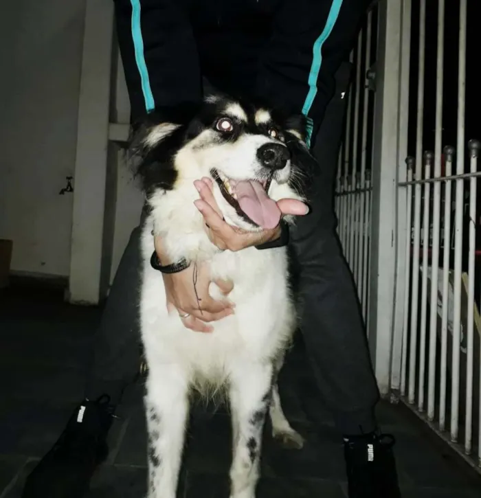 Cachorro ra a Mix Border Collie com SRD idade 2 anos nome Martin