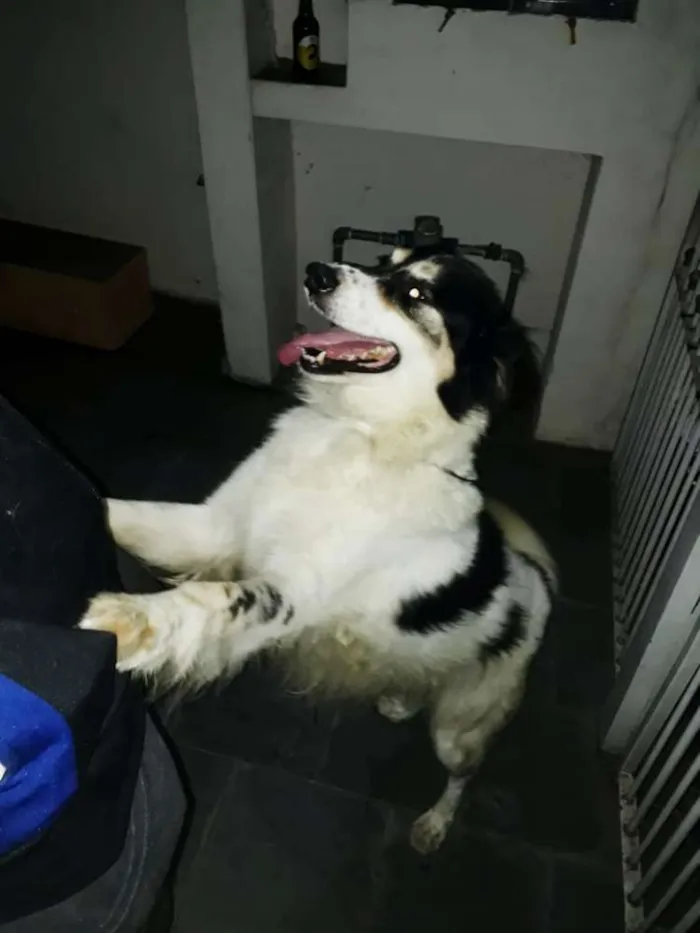 Cachorro ra a Mix Border Collie com SRD idade 2 anos nome Martin