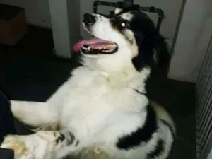 Cachorro raça Mix Border Collie com SRD idade 2 anos nome Martin